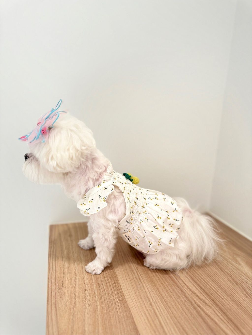 LINE_ALBUM_Honneydog_240216_15