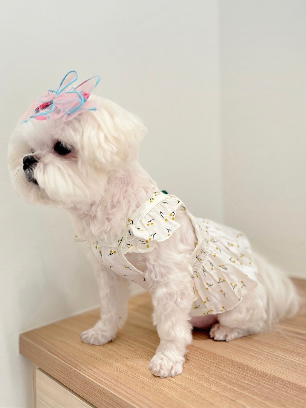 LINE_ALBUM_Honneydog_240216_17
