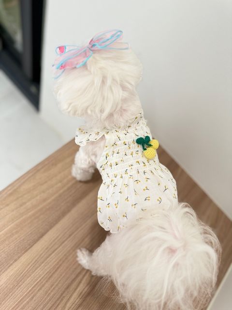 LINE_ALBUM_Honneydog_240216_9