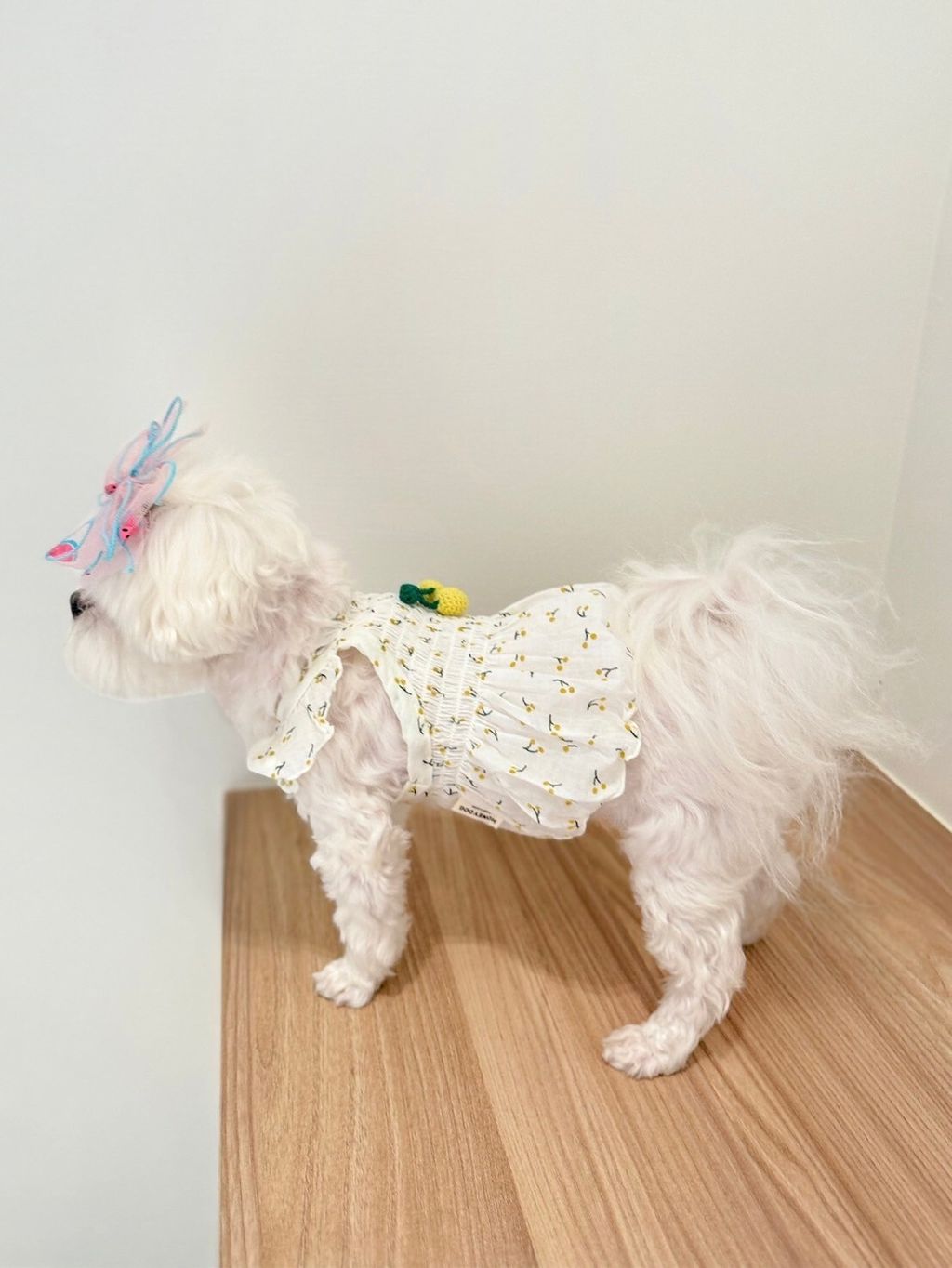 LINE_ALBUM_Honneydog_240216_14