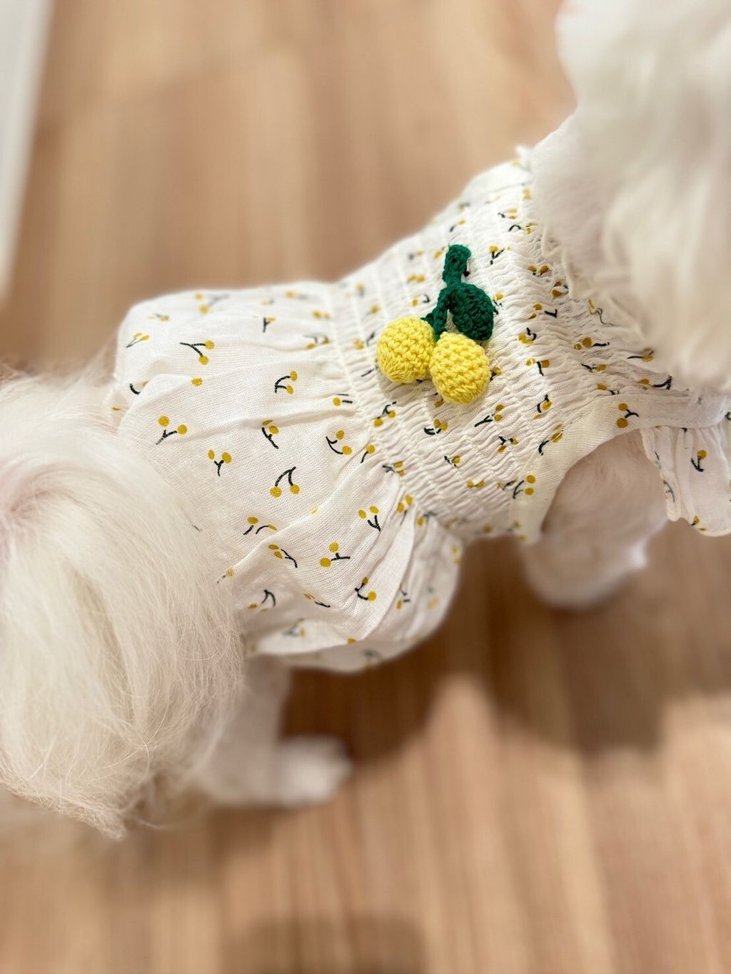 LINE_ALBUM_Honneydog_240216_10