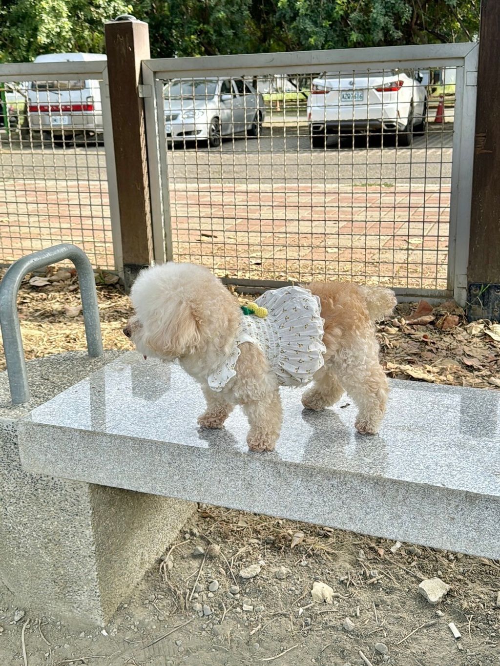 LINE_ALBUM_Honneydog_240216_11