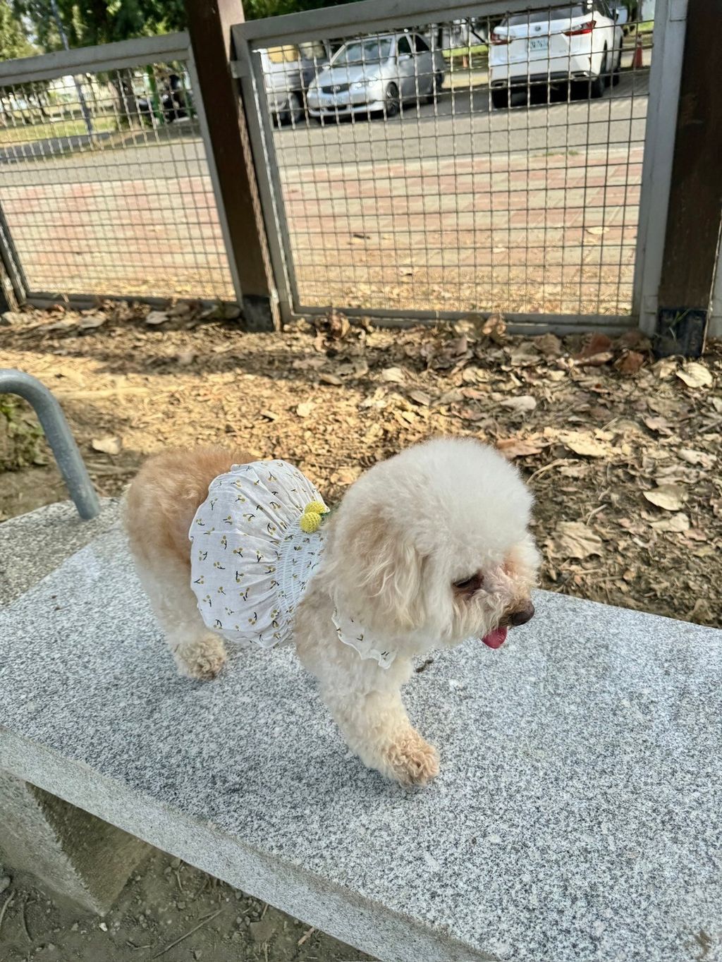 LINE_ALBUM_Honneydog_240216_12
