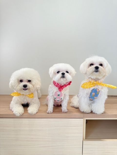 LINE_ALBUM_Zoobico_240216_25