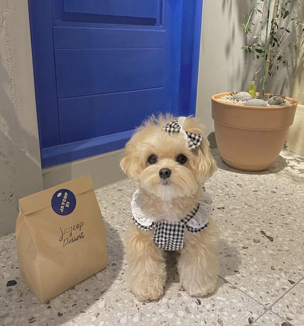 LINE_ALBUM_cheese  n mood_240306_111