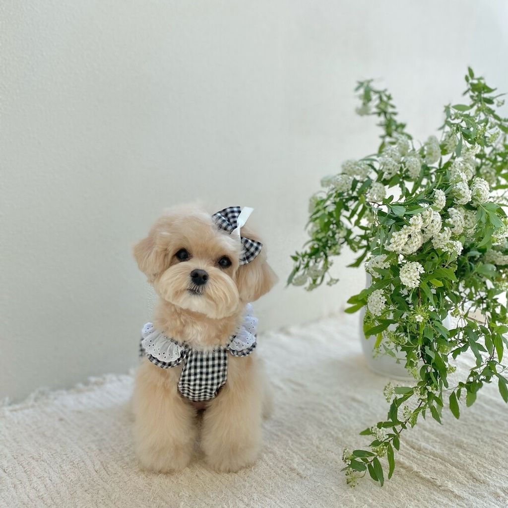 LINE_ALBUM_cheese  n mood_240306_104