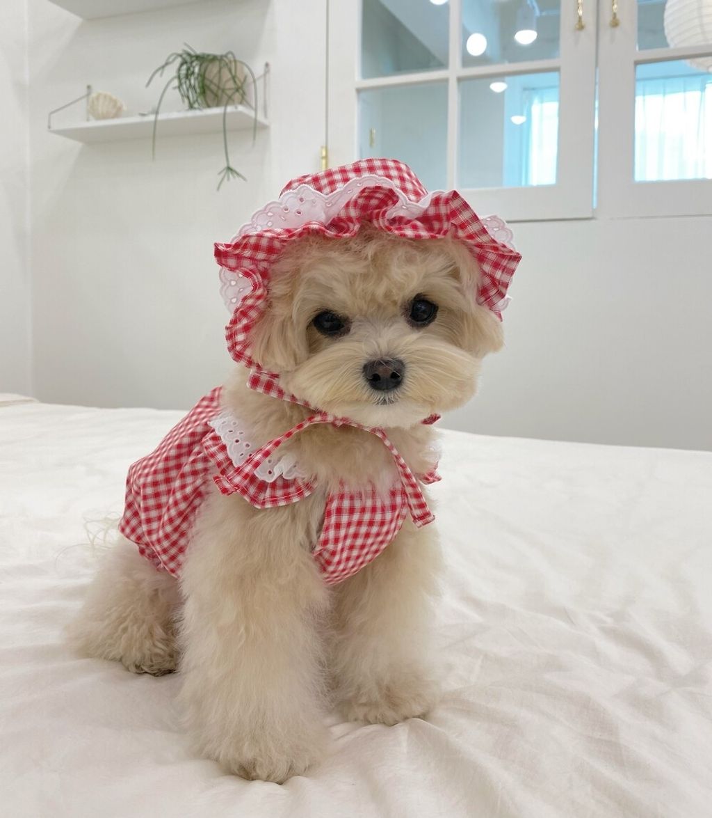 LINE_ALBUM_cheese  n mood_240306_118