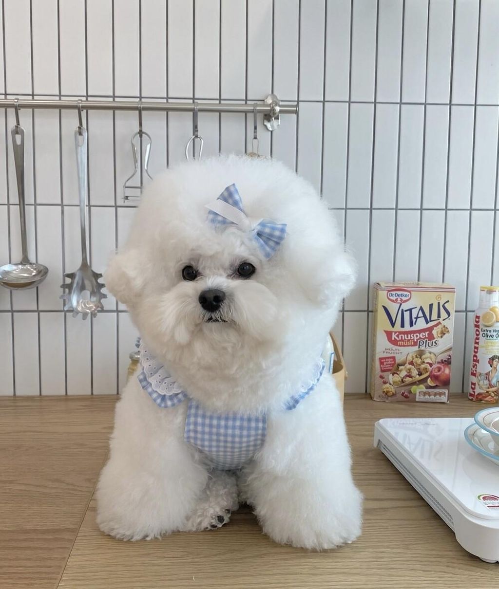 LINE_ALBUM_cheese  n mood_240306_126