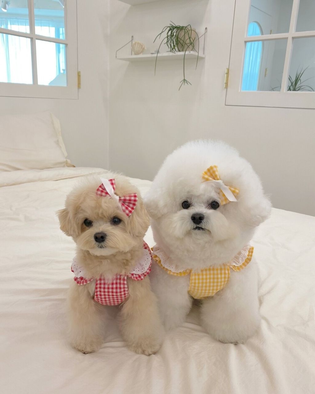 LINE_ALBUM_cheese  n mood_240306_121