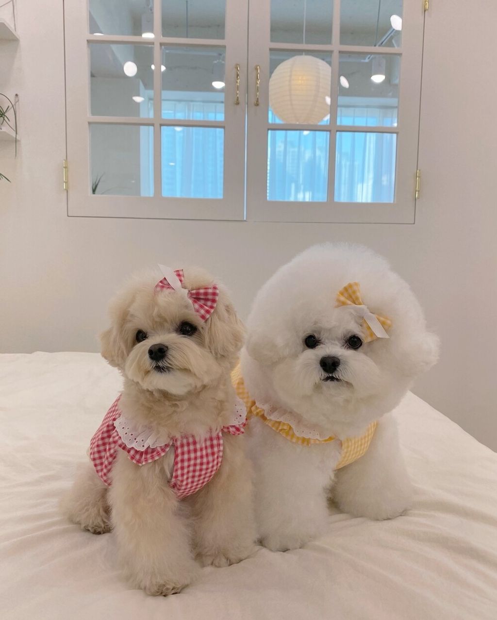 LINE_ALBUM_cheese  n mood_240306_119