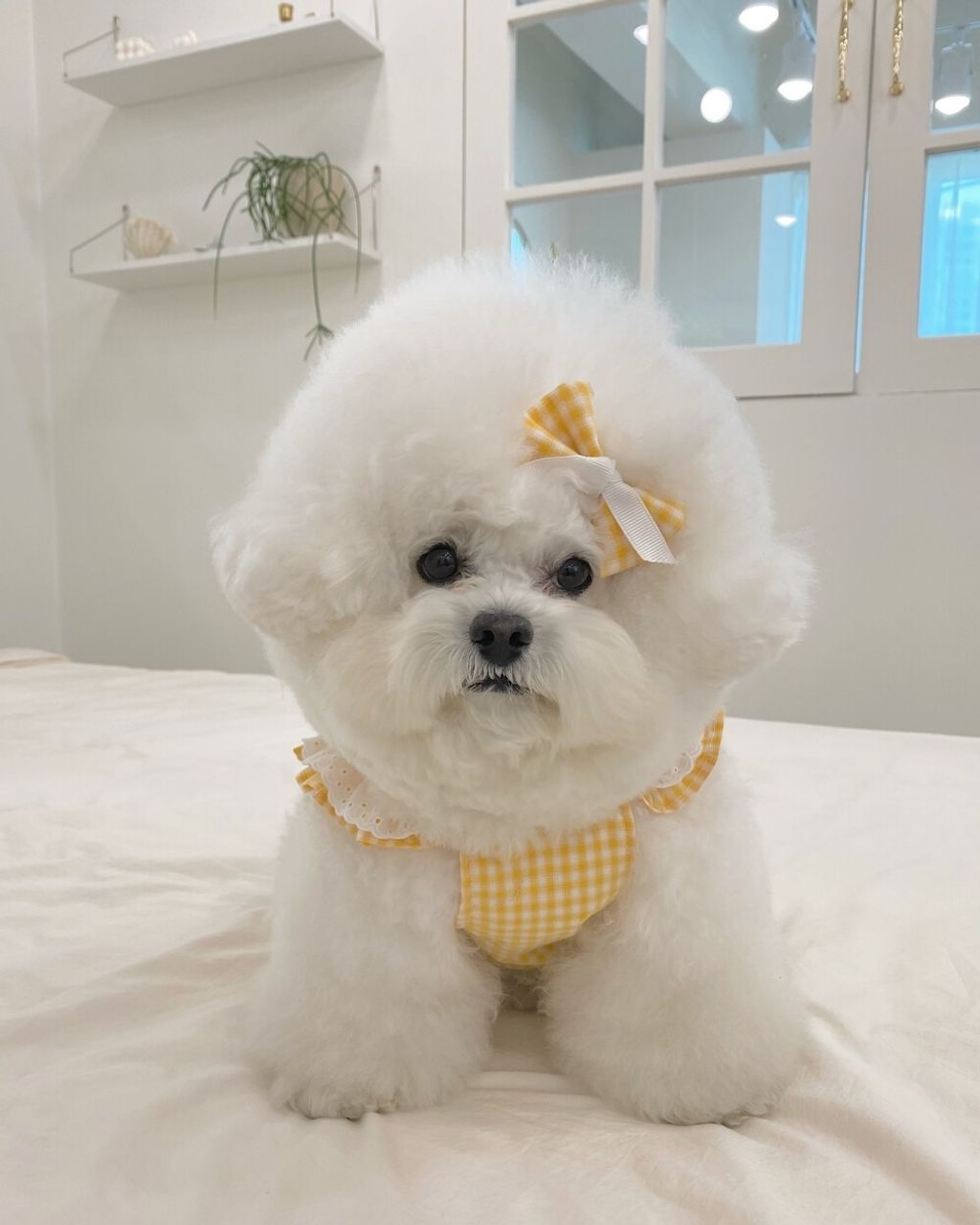 LINE_ALBUM_cheese  n mood_240306_135