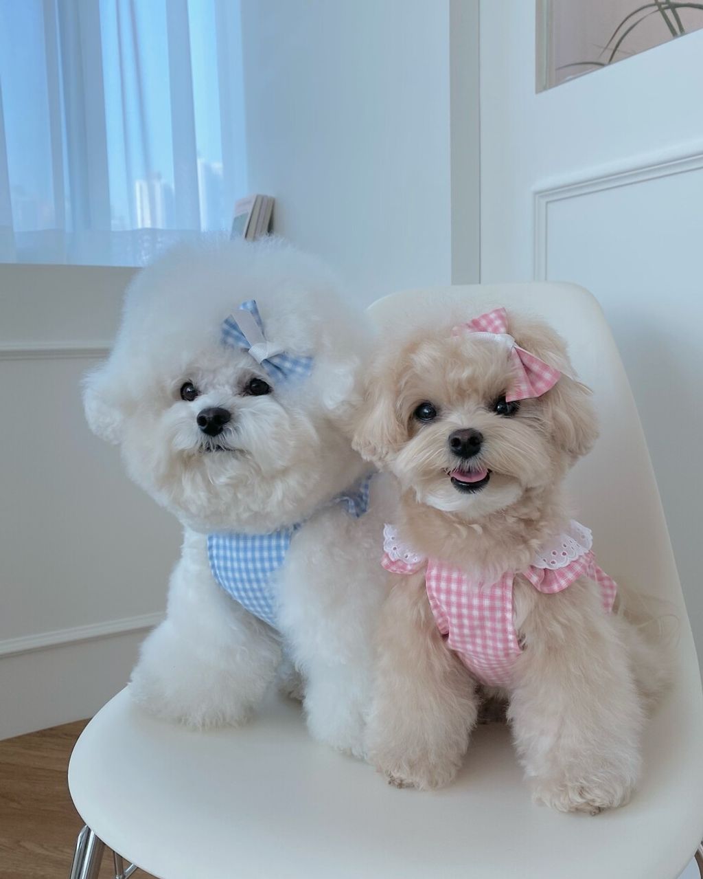 LINE_ALBUM_cheese  n mood_240306_140