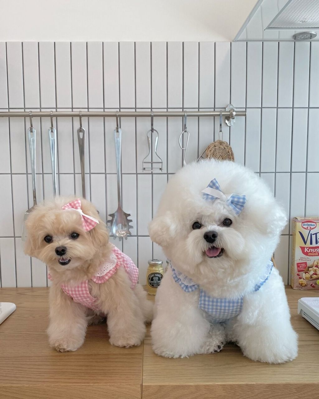 LINE_ALBUM_cheese  n mood_240306_130