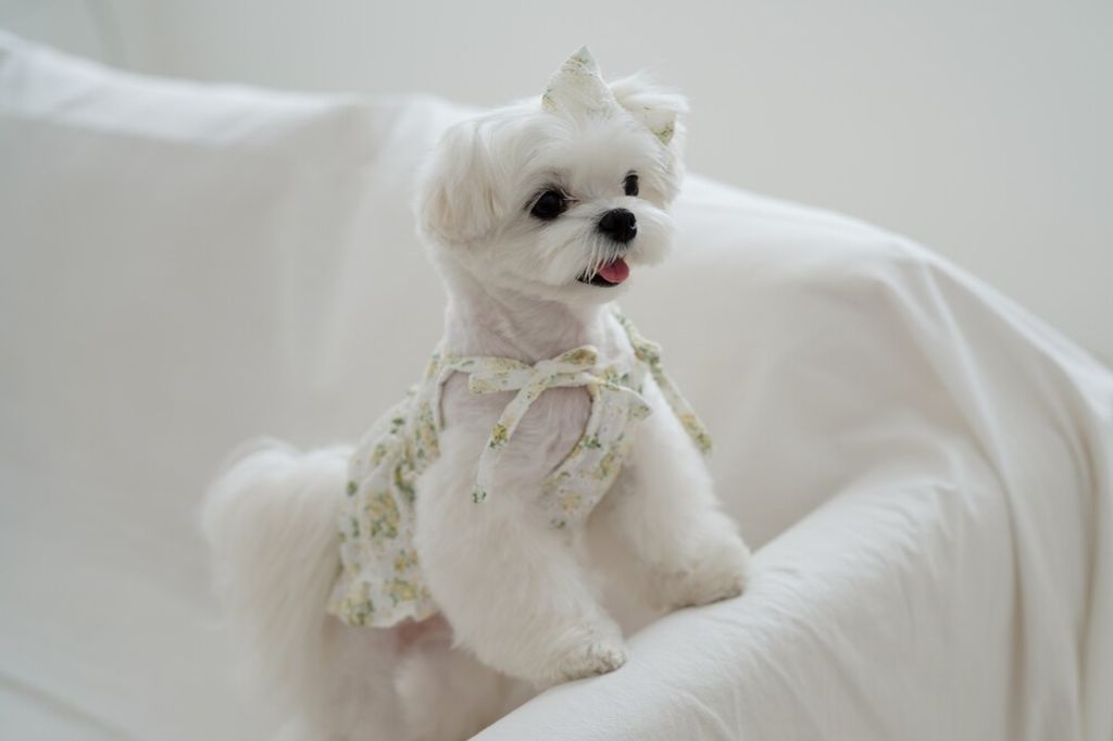 LINE_ALBUM_cheese  n mood_240306_169