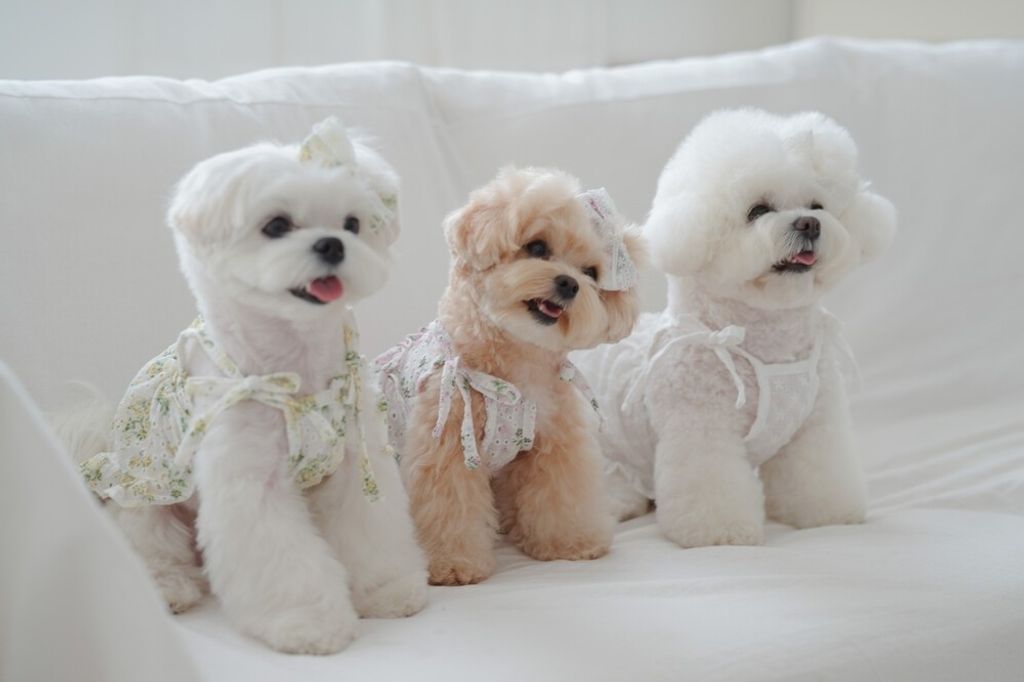 LINE_ALBUM_cheese  n mood_240306_172