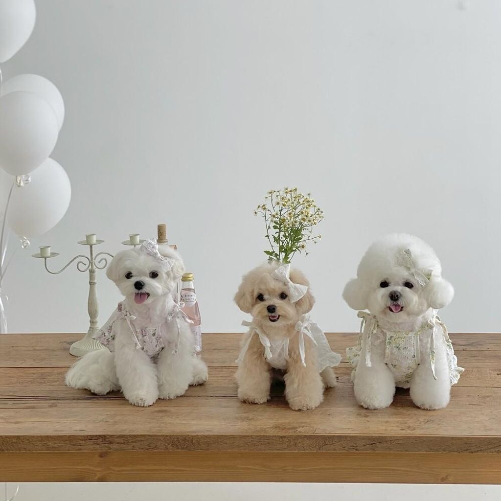 LINE_ALBUM_cheese  n mood_240306_177