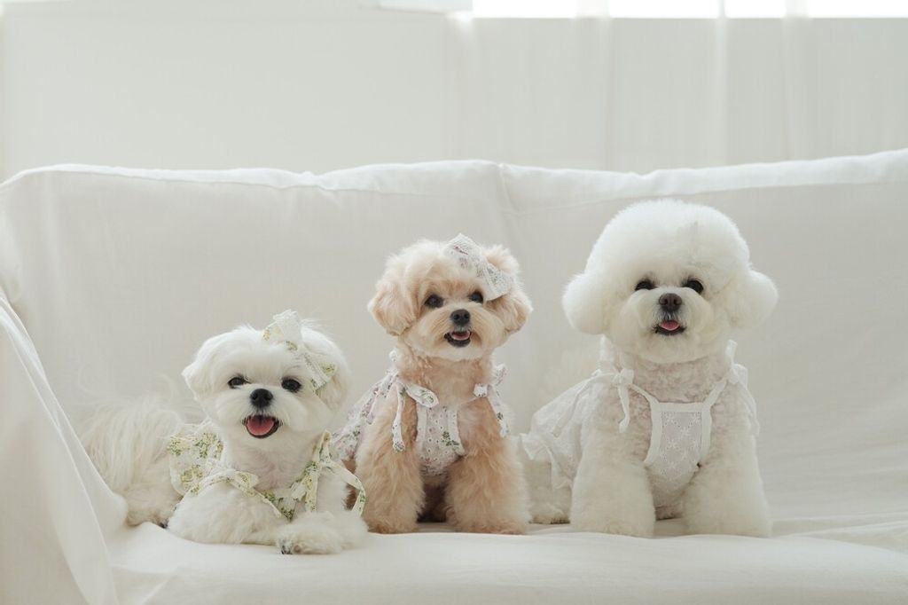 LINE_ALBUM_cheese  n mood_240306_170