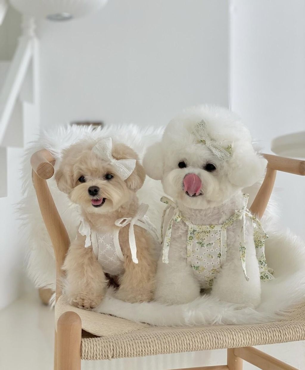 LINE_ALBUM_cheese  n mood_240306_175