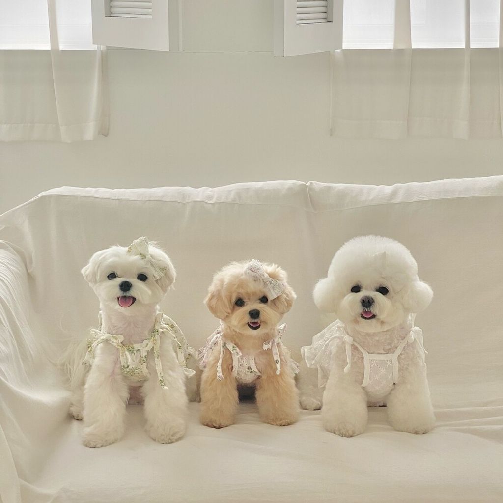 LINE_ALBUM_cheese  n mood_240306_178