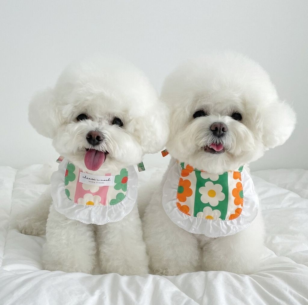 LINE_ALBUM_cheese  n mood_240306_190