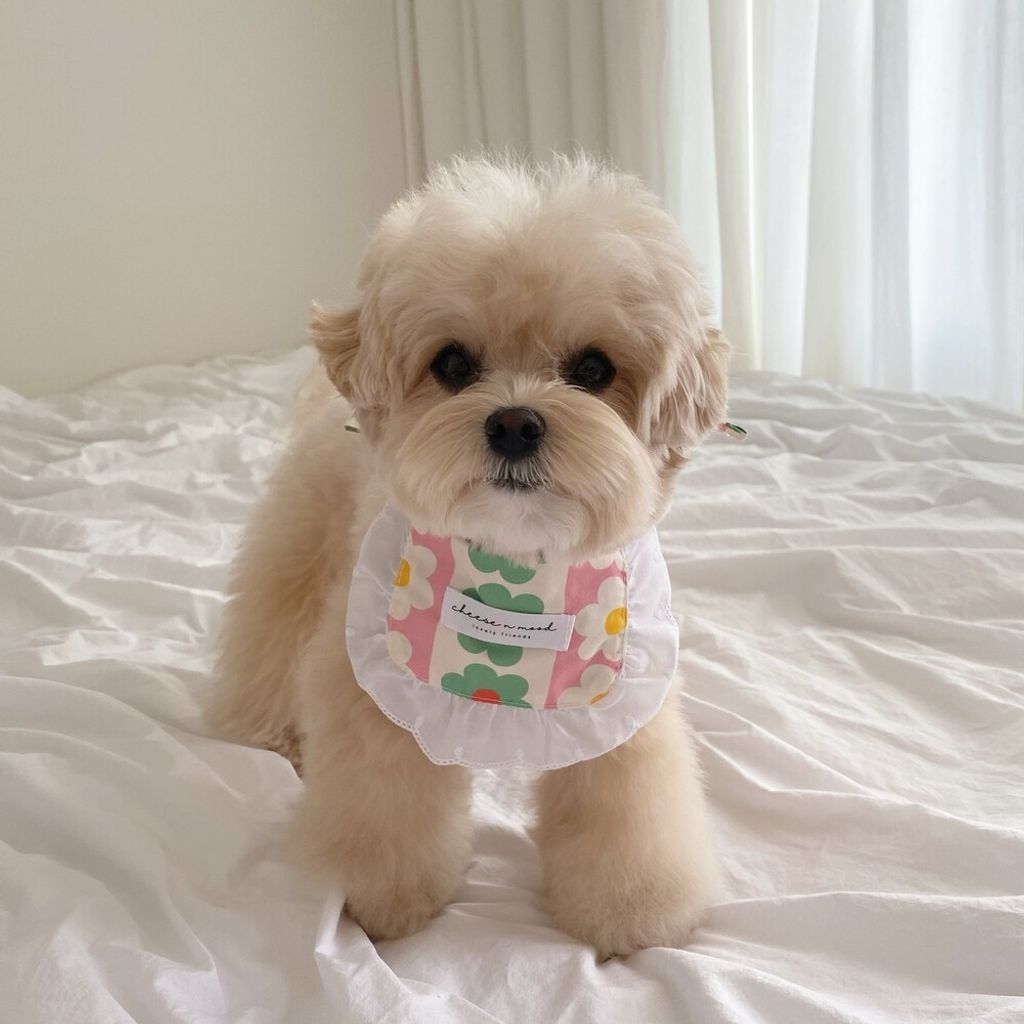 LINE_ALBUM_cheese  n mood_240306_193