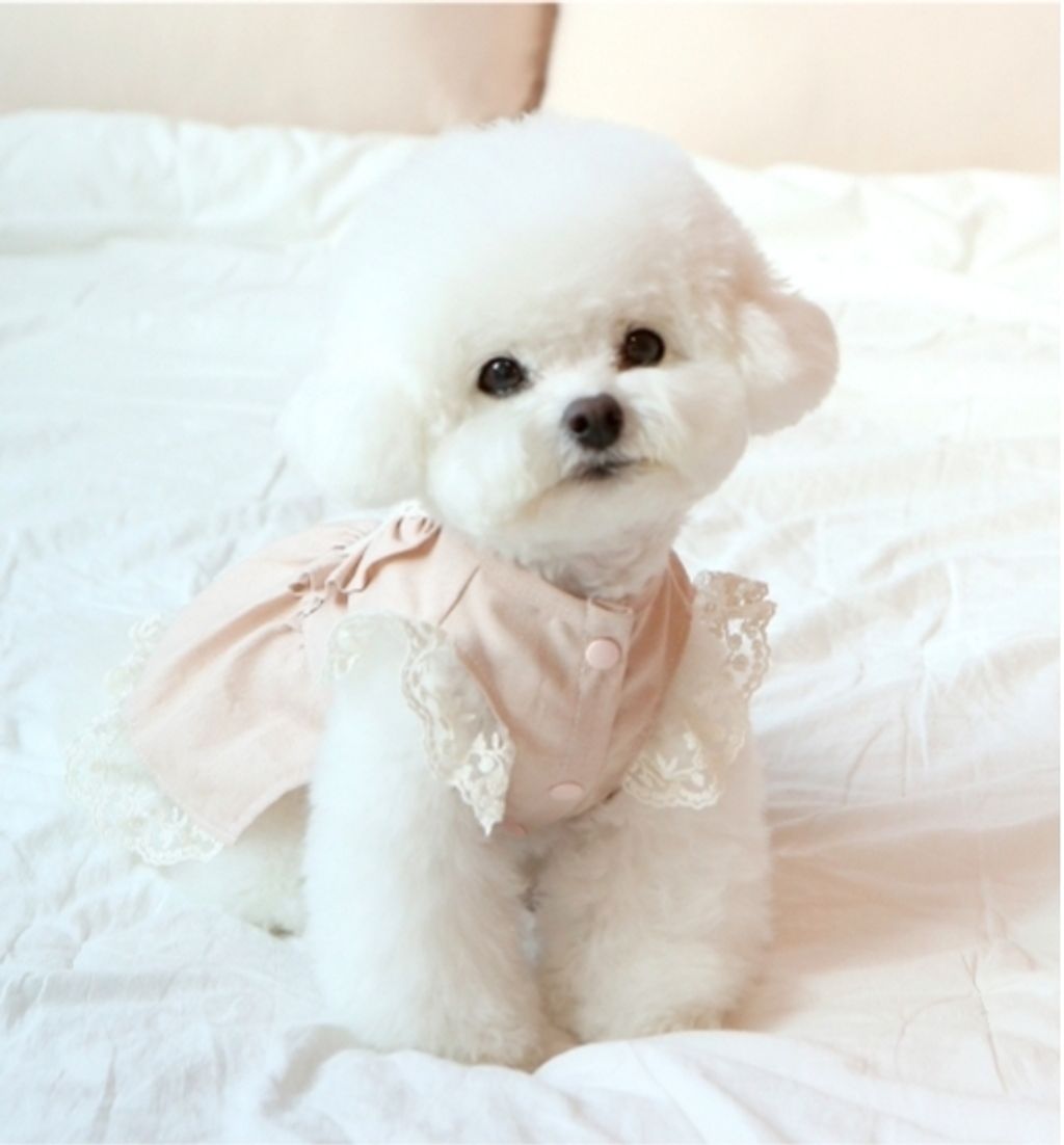 LINE_ALBUM_Itsdog 一般_240312_4