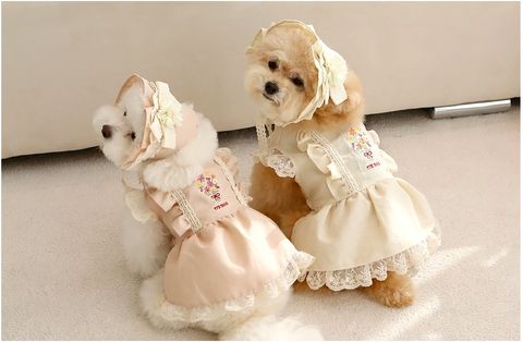 LINE_ALBUM_Itsdog 一般_240312_1