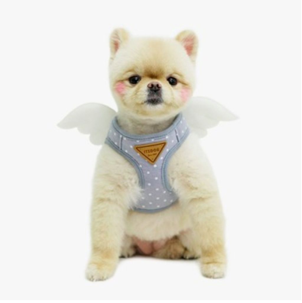 LINE_ALBUM_Itsdog 一般_240312_30