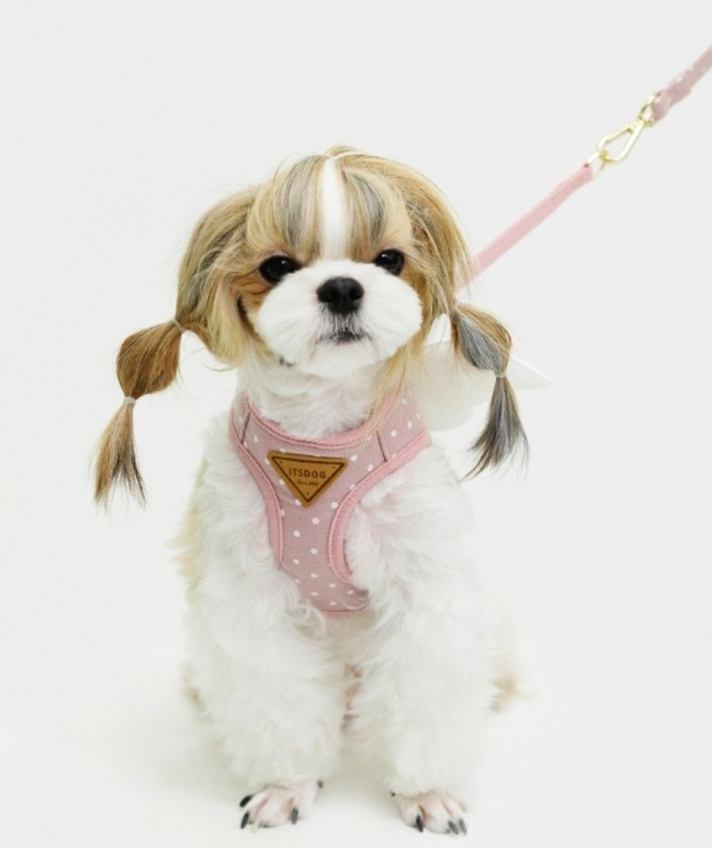 LINE_ALBUM_Itsdog 一般_240312_50