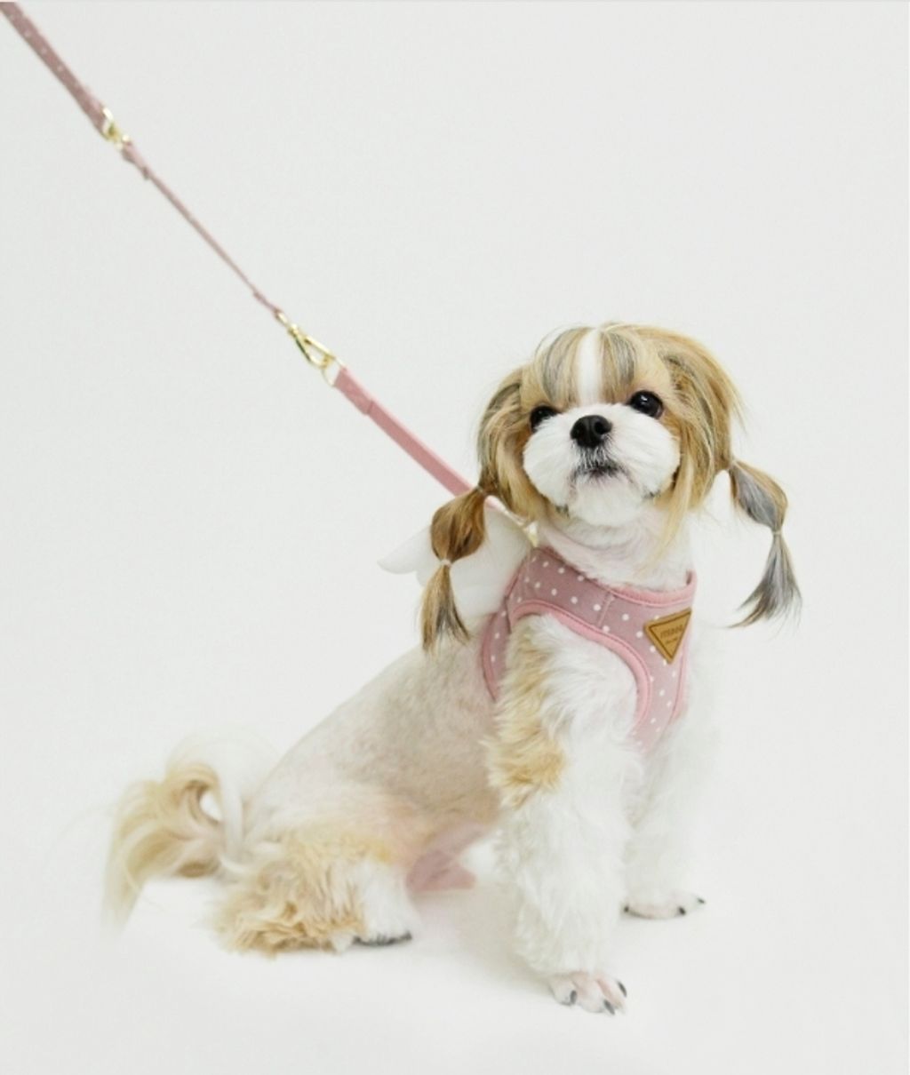 LINE_ALBUM_Itsdog 一般_240312_51