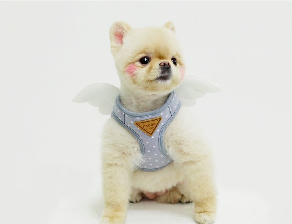 LINE_ALBUM_Itsdog 一般_240312_38