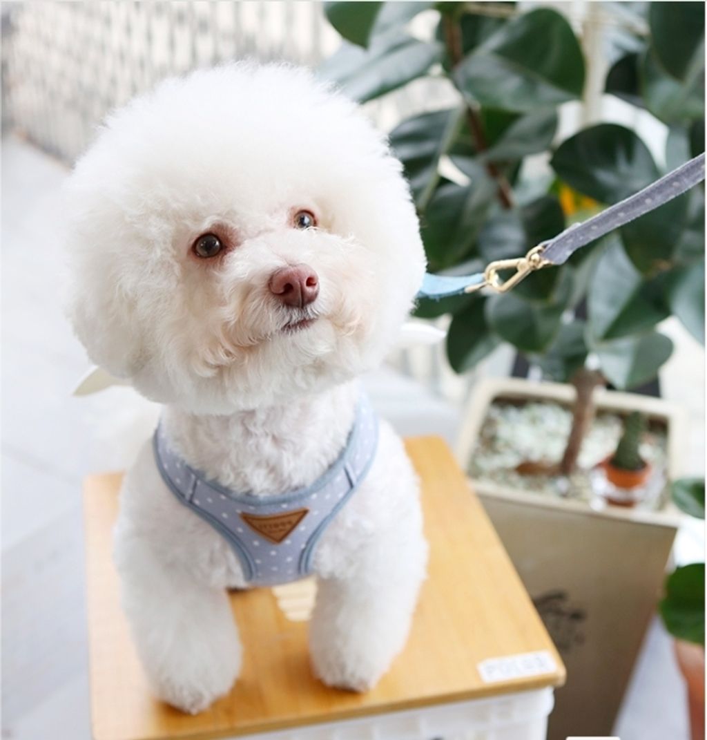 LINE_ALBUM_Itsdog 一般_240312_33