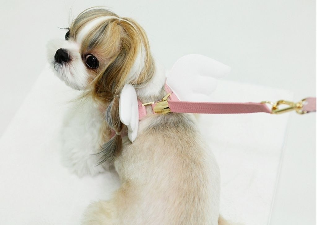 LINE_ALBUM_Itsdog 一般_240312_52