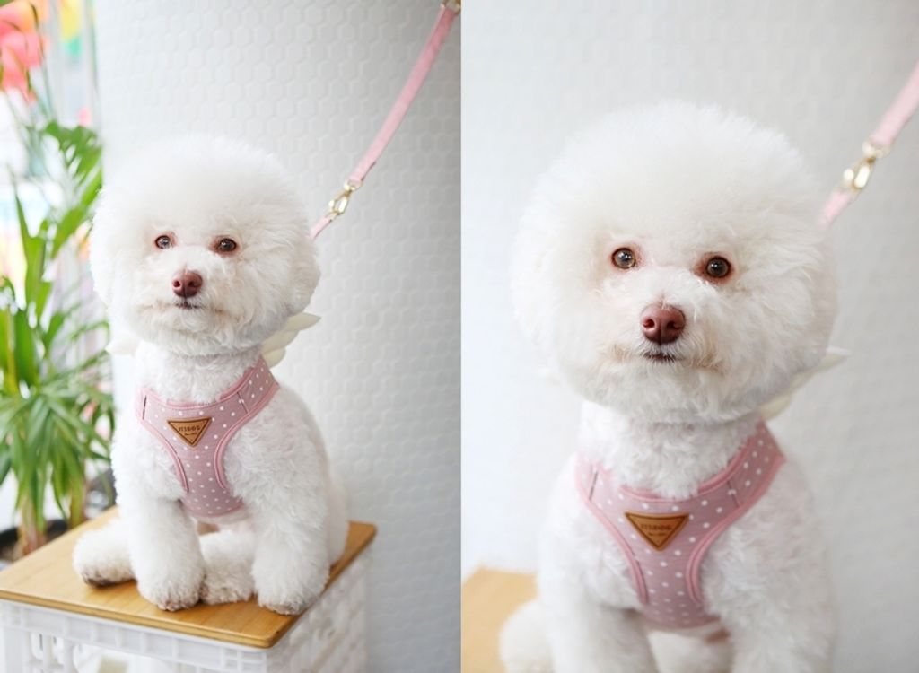 LINE_ALBUM_Itsdog 一般_240312_49