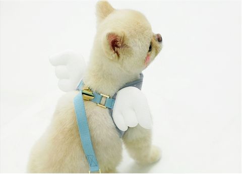 LINE_ALBUM_Itsdog 一般_240312_40