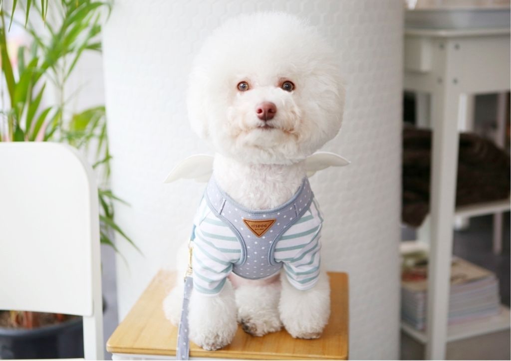 LINE_ALBUM_Itsdog 一般_240312_31