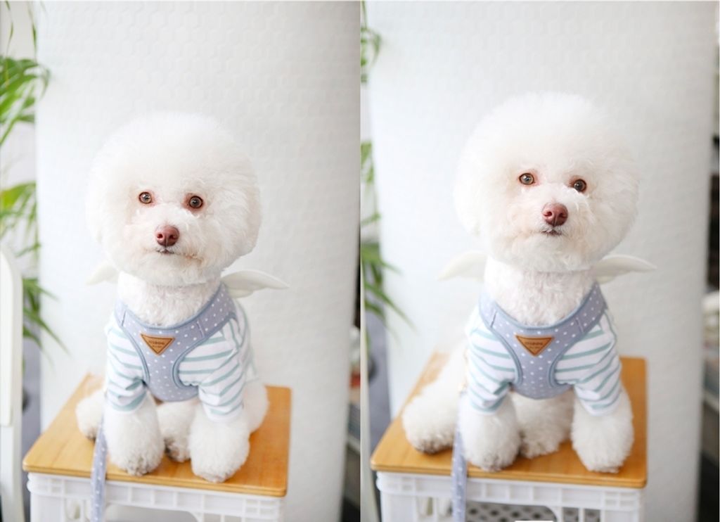 LINE_ALBUM_Itsdog 一般_240312_35