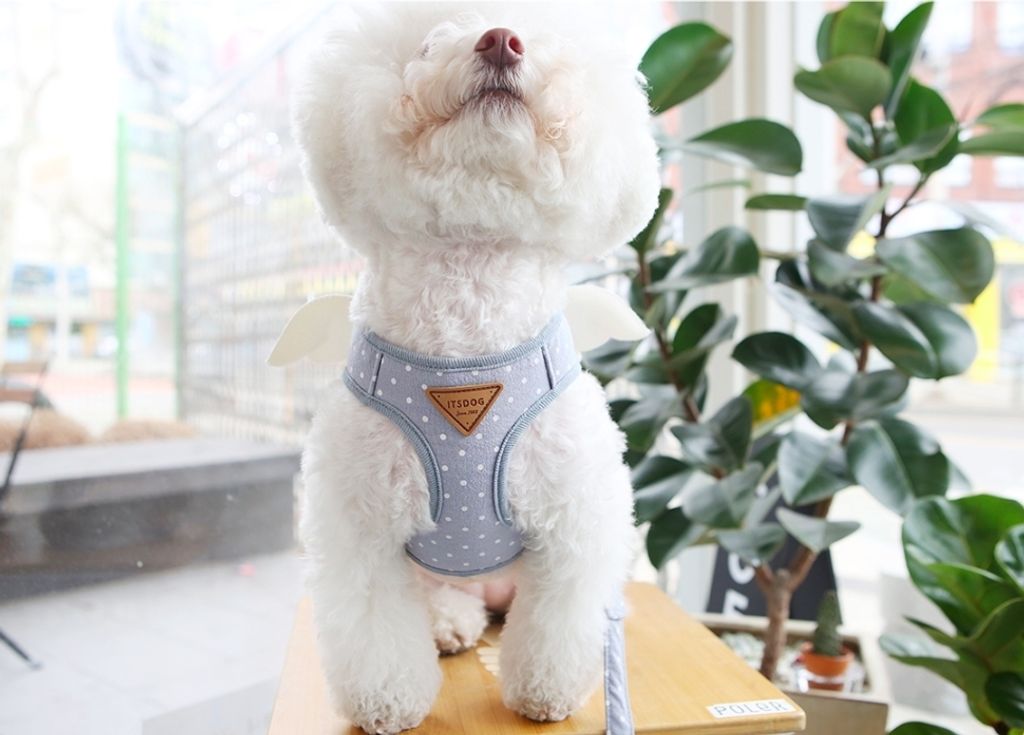 LINE_ALBUM_Itsdog 一般_240312_32