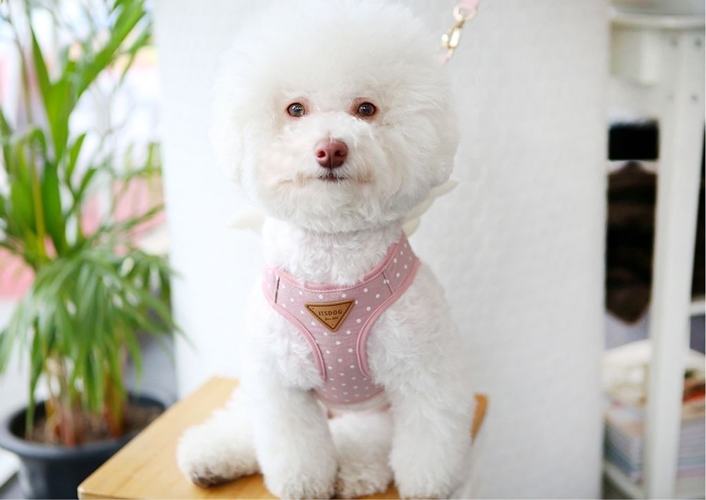 LINE_ALBUM_Itsdog 一般_240312_44