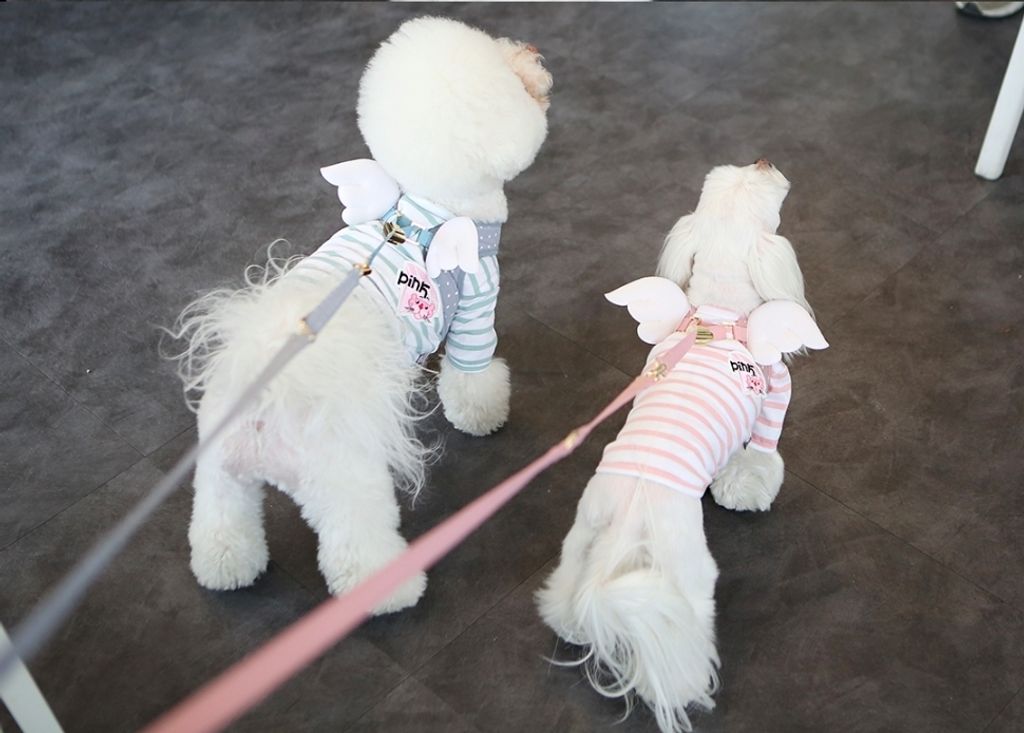 LINE_ALBUM_Itsdog 一般_240312_37