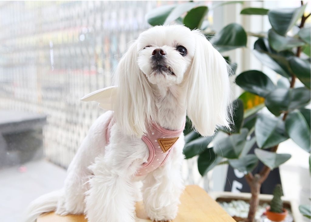 LINE_ALBUM_Itsdog 一般_240312_45