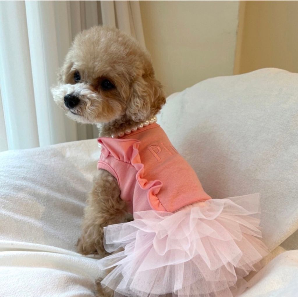 LINE_ALBUM_Grooming dog_240312_9