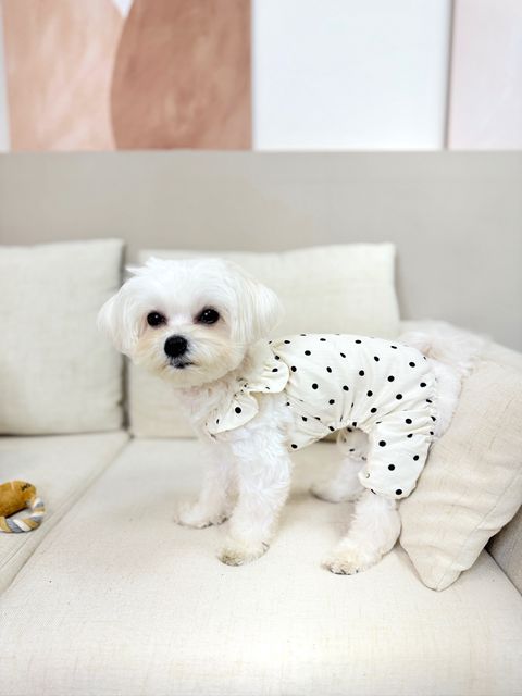 IMG_1042-1711003406590