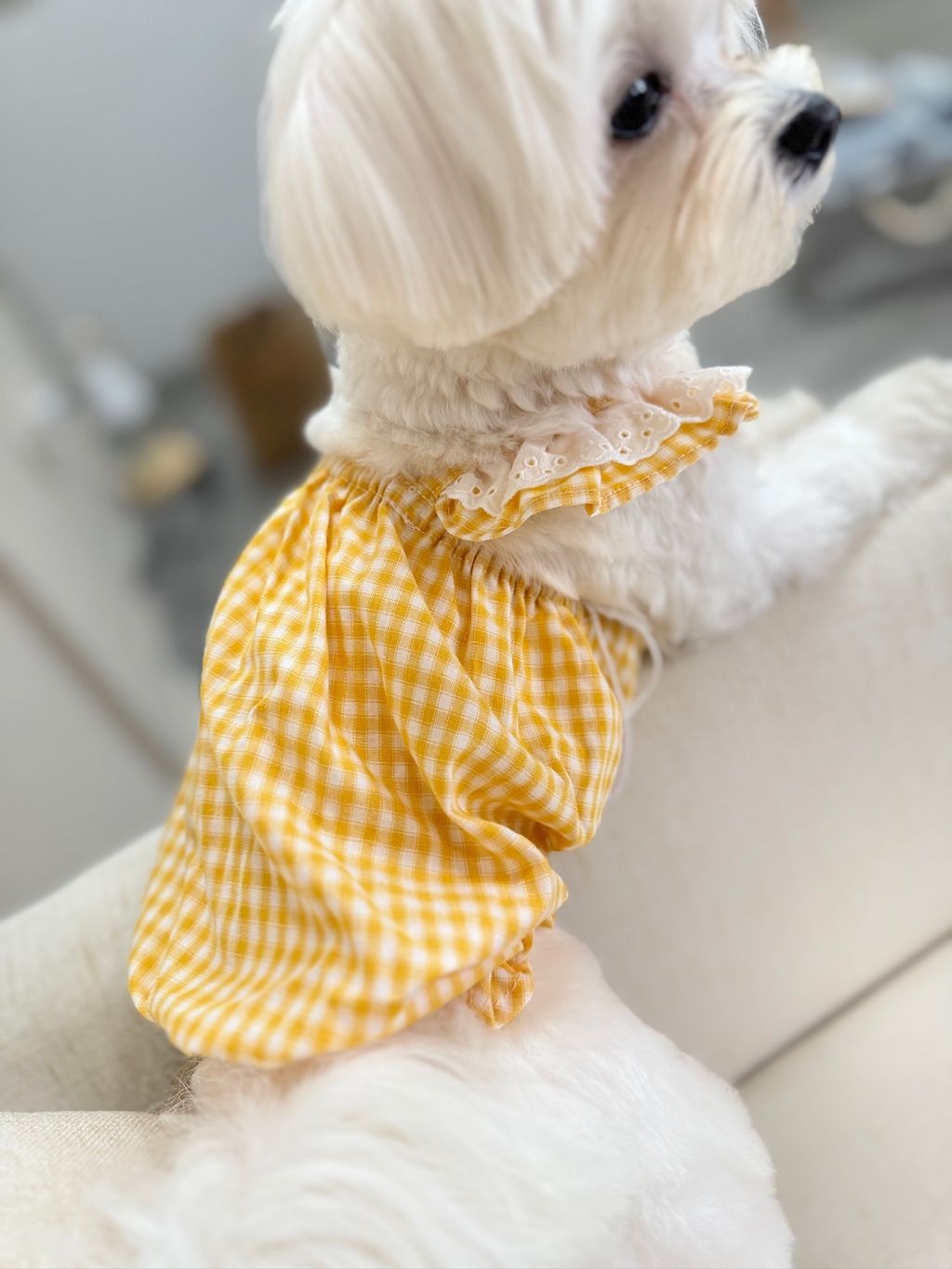 IMG_1088-1711005750095