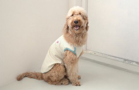 LINE_ALBUM_U_pet_240326_5