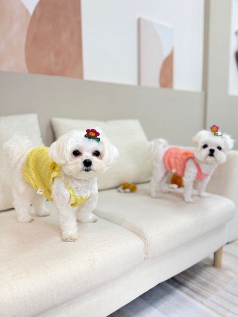 IMG_2237-1712399019940