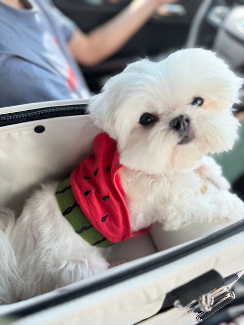 LINE_ALBUM_Doggyholic_240408_36