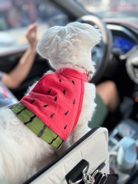 LINE_ALBUM_Doggyholic_240408_38