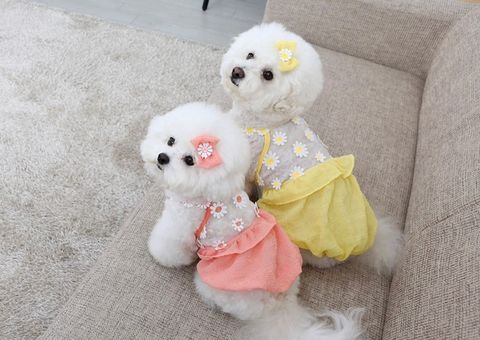 LINE_ALBUM_Itsdog 一般_240410_12