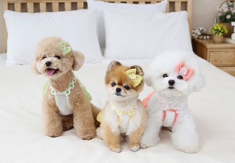 LINE_ALBUM_Itsdog 一般_240410_24